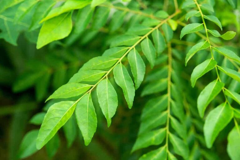 The Curry Leaf Collins: Refreshing, Herbal & Spicy